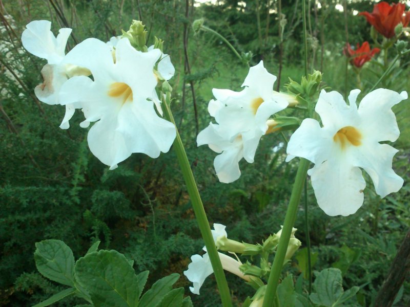 Incarvillea delavayi 'Snow Top' Delavayi inkarvillea